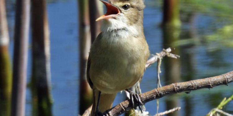 4 Nov bird survey